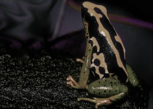 CoDpoison frog