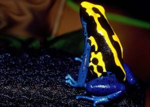 poison frog