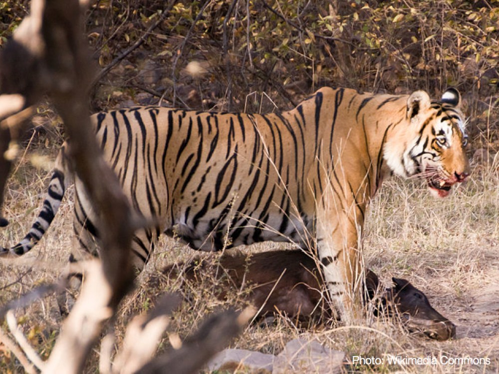 TEDx - Philip Trippenbach - Images.003-001